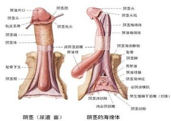 男性阴茎勃起稍微弯曲是不是正常呢