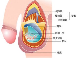 男人勃起时间长了好吗